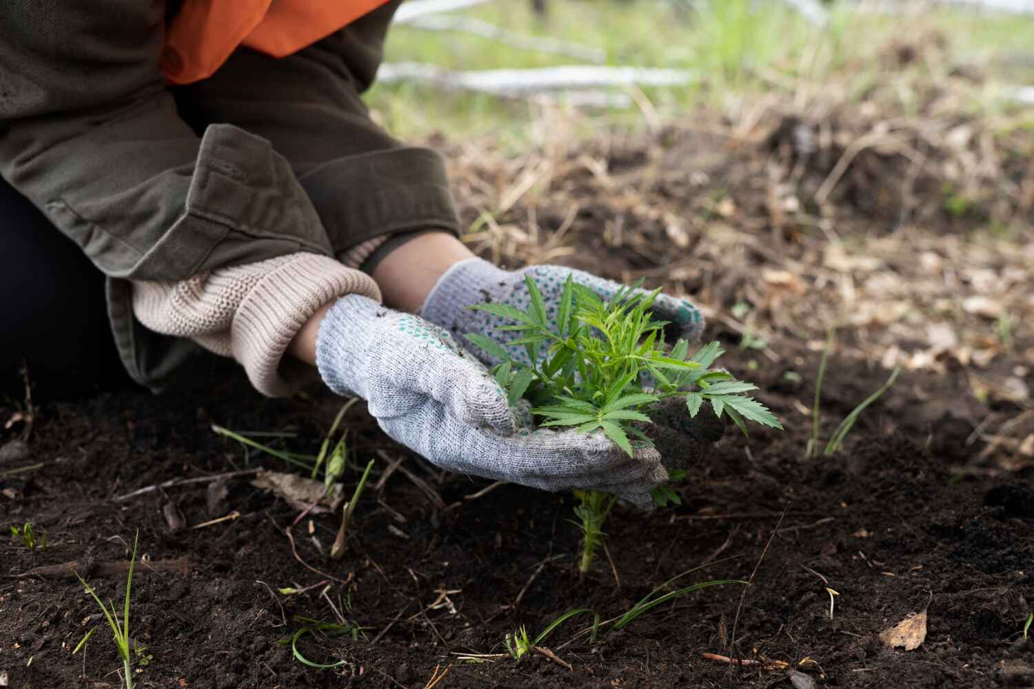 The Steps Involved in Our Tree Care Process in Brogden, NC